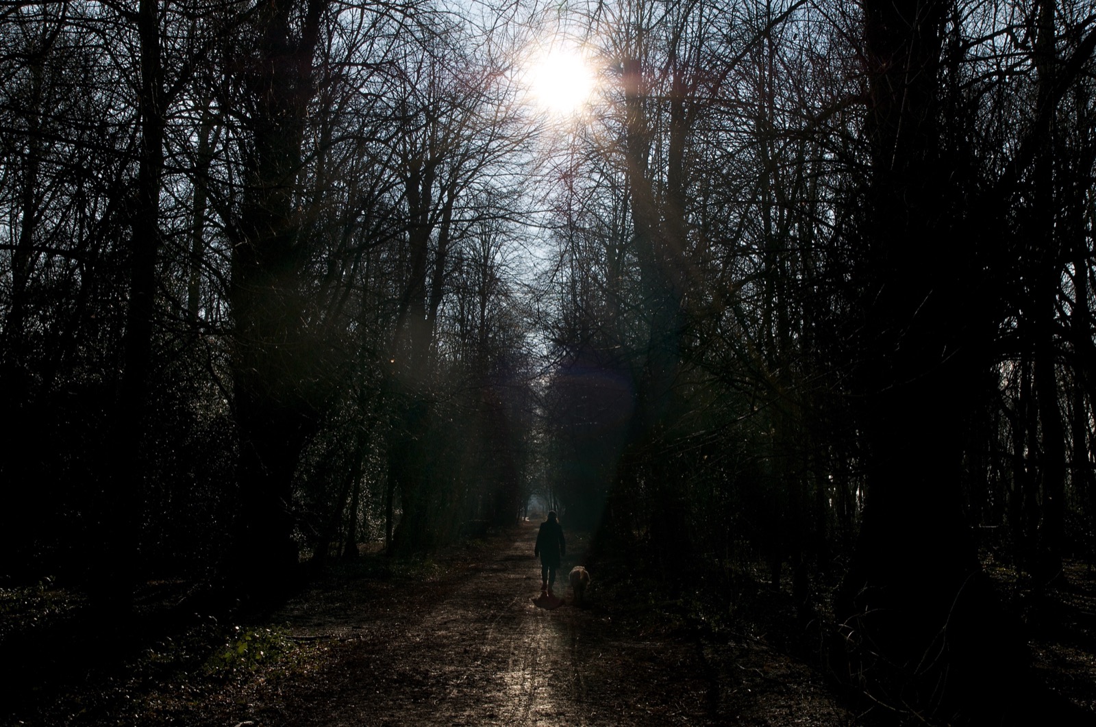 A path through a wood